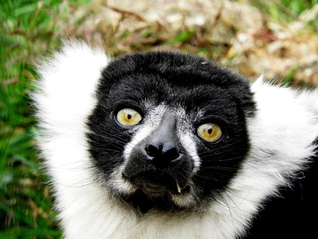 Foto lêmuro de rufo preto e branco