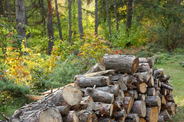 Leña de abedul cerca del camino en el bosque El concepto de deforestación ilegal y protección ambiental