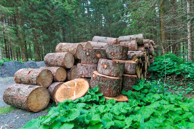 Leña apilada en el bosque