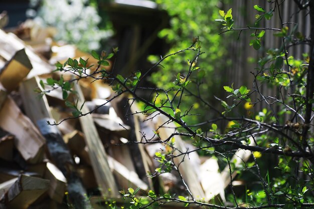 Leña en un palet La leña picada yace en el suelo Fondo de madera