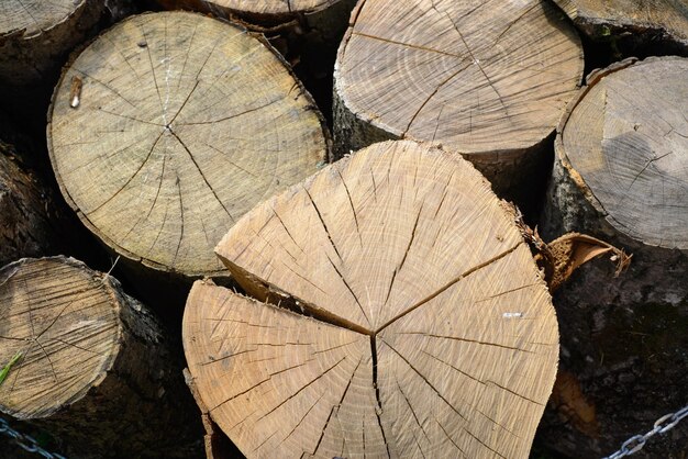 leña en el suelo troncos de madera plegados