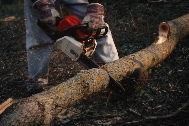 Leñador aserra un árbol con una motosierra en un aserradero. bosque