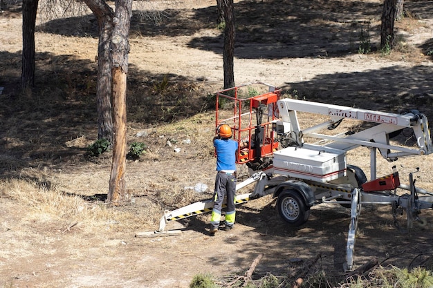 Un leñador a punto de subirse a una plataforma mecánica para cortar ramas de un árbol muerto