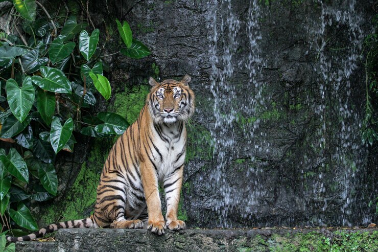 Lengua de show de tigre caminando frente a mini cascada