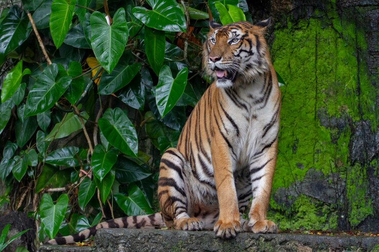 La lengua del show del tigre es sentarse frente a la cascada.