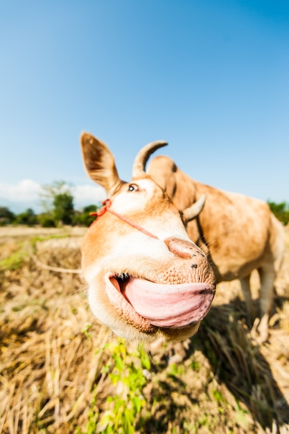 Lengua de vaca