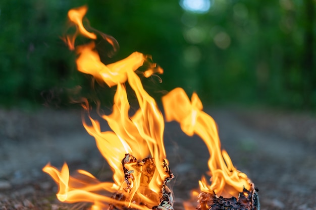 Lenguas de fuego cerca en el fondo del bosque de la tarde