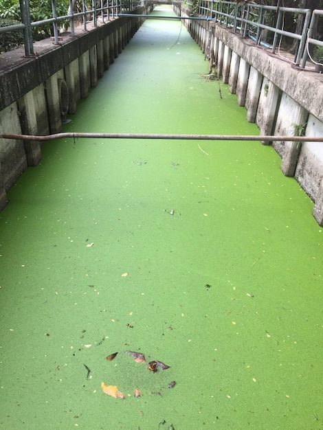 Foto lenteja de agua completa en canal de drenaje