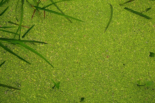 Lenteja de agua cubierta sobre la superficie del agua del río en verano.