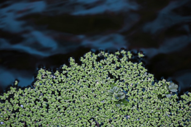 Lenteja de agua verde en un río