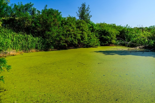 Lenteja de agua verde sobre una superficie del pantano en el bosque