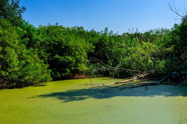 Lenteja de agua verde sobre una superficie del pantano en el bosque