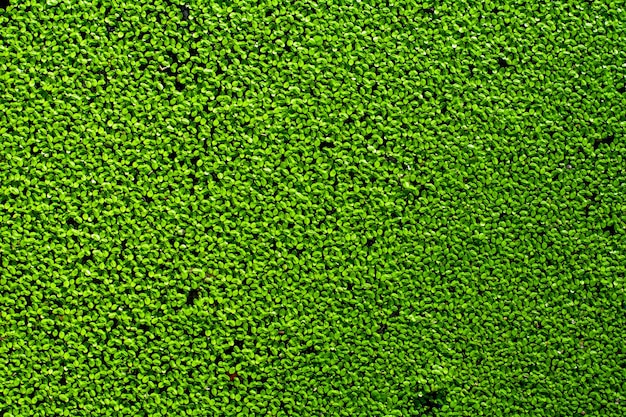 Lentejas de agua verde natural en el agua