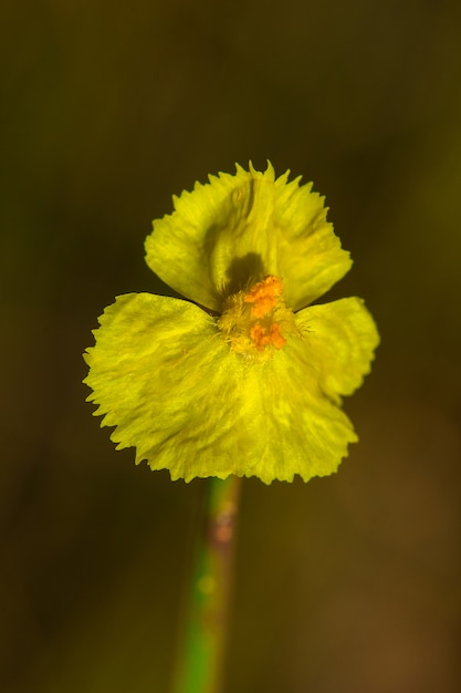 Lentibulariaceae ist eine insektenfressende Pflanze. Gelbe Wildblumen wachsen als kleine Klumpen von 10-15 cm Höhe auf