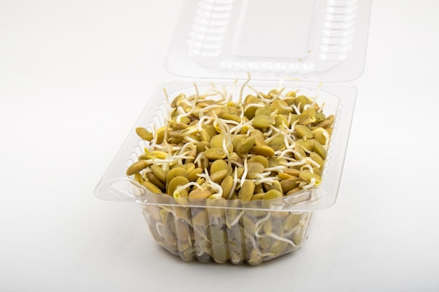 Lentil germinada numa caixa de plástico transparente