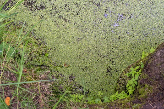 Lentilha-d'água na superfície de um pequeno lago na floresta