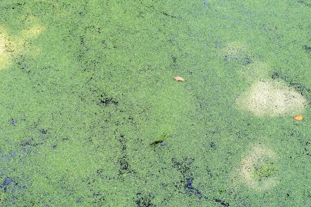 Lentilha-d'água na superfície de um pequeno lago na floresta