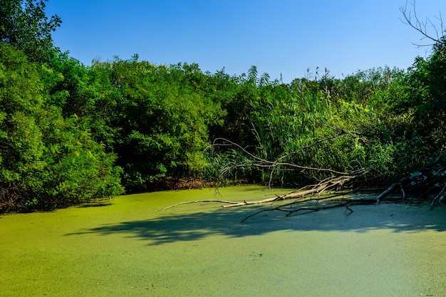 Lentilha-d'água verde na superfície do pântano na floresta