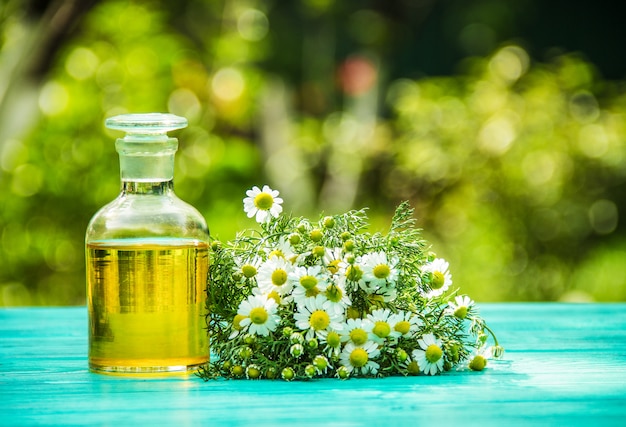 Óleo essencial de camomila e um monte de flores de camomila fresca.