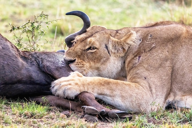 Leoa adulta alimentando-se de uma matança de gnus durante a grande migração anual em masai mara, no quênia