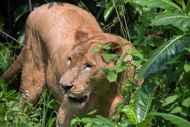 Leoa africana escondida dentro de um arbusto