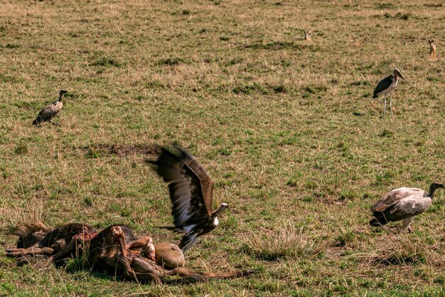 Leoa Animais selvagens Savanna Grassland Wilderness Parque Nacional Maasai Mara Quênia África Oriental