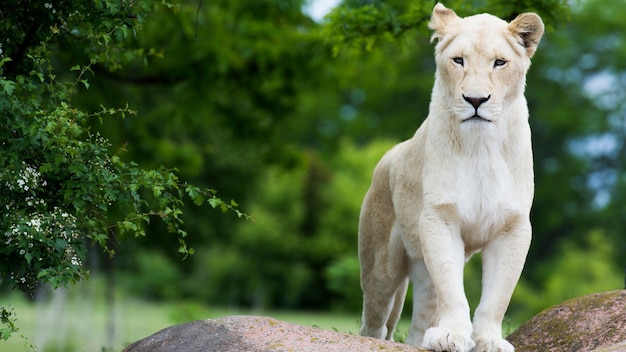 Leoa branca em pé em uma pedra no parque