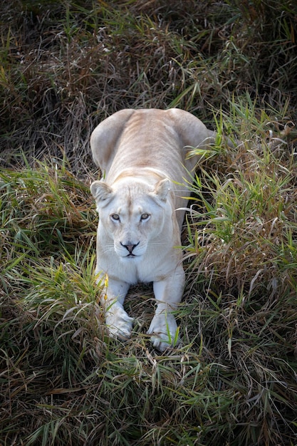 Leoa branca no parque natural Panthera leo krugeri