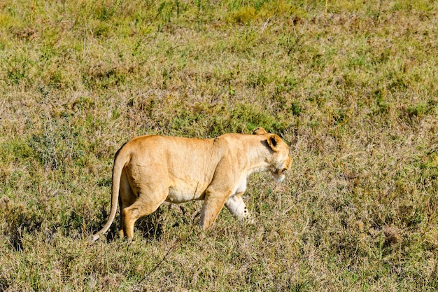 Leoa caminhando em uma grama. parque nacional serengeti, tanzânia