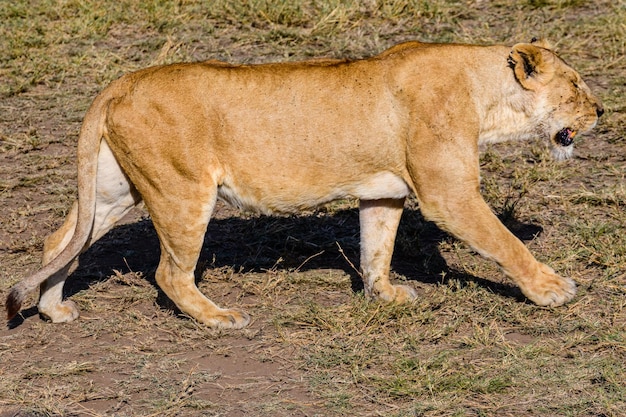 Leoa caminhando em uma grama. Parque Nacional Serengeti, Tanzânia