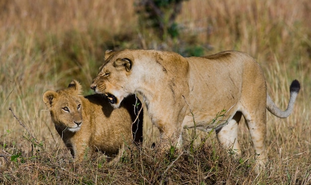 Leoa com filhotes na savana. Parque Nacional. Quênia. Tanzânia. Masai Mara. Serengeti.