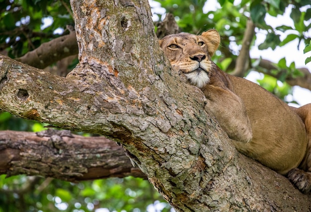 Leoa deitada em uma grande árvore da África Oriental