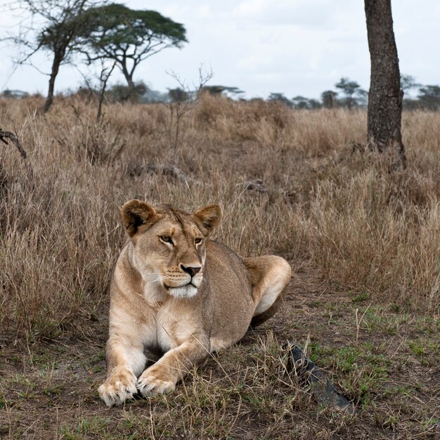 Leoa, deitado no mato de Serengeti, Tanzânia, África