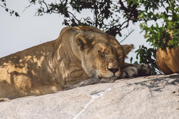 Foto leoa dormindo em uma rocha
