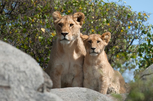 Leoa e filhotes de leão no parque nacional serengeti