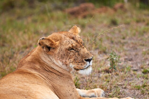 Foto leoa na mara maasai com moscas na cabeça