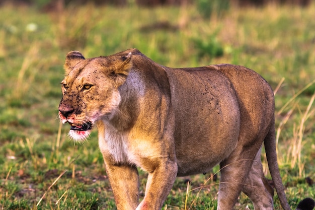 Leoa na savana. masai mara, quênia