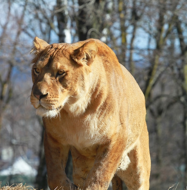 Leoa no safari do jardim zoológico