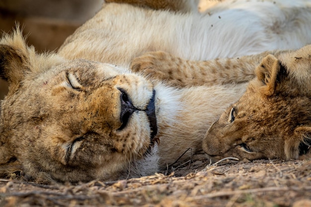 Leoa no zoológico
