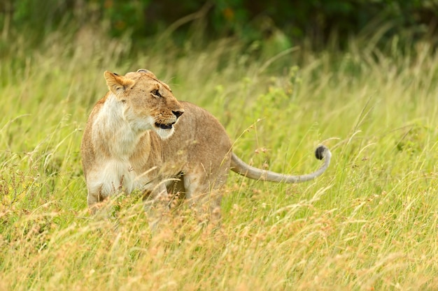 Leoa passeando com seus cinco filhotes por masai mara, no quênia