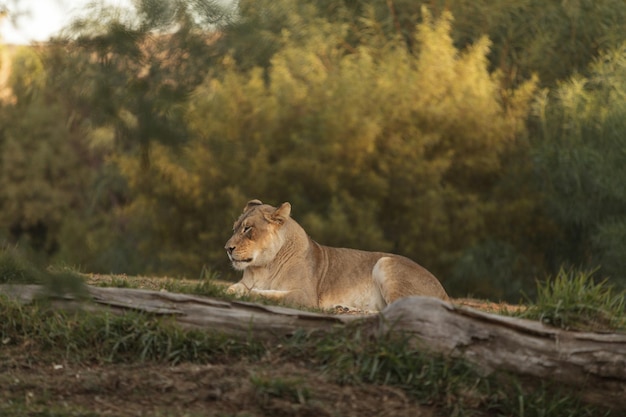 Leoa relaxando no campo