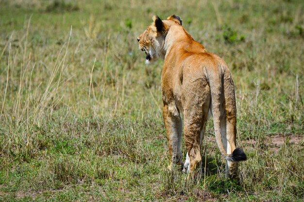 Leoa se preparando para uma caça em um safári na savana quênia áfrica