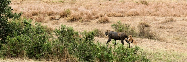 Leoa suja caminhando com seu filhote, Serengeti, Tanzânia, África