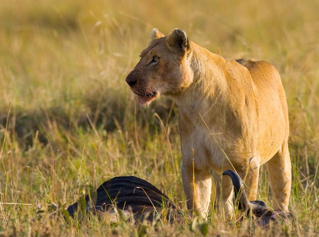 Leoa tinha acabado de matar um gnu. Quênia. Tanzânia. Masai Mara. Serengeti.