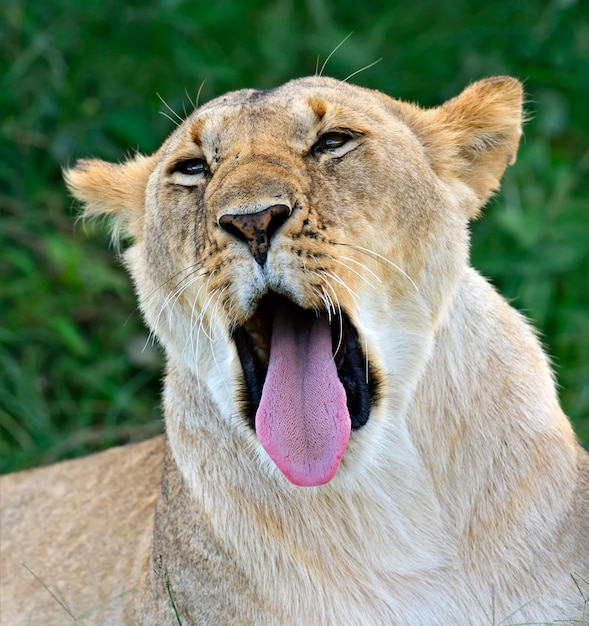 Leões levando seus cinco filhotes por masai mara, no quênia