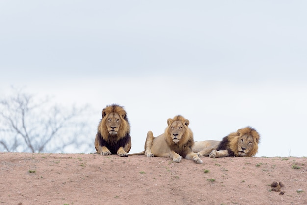 Leões machos no deserto