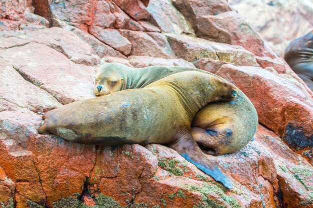 Leões marinhos da América do Sul relaxando nas rochas das Ilhas Ballestas no Parque Nacional de ParacasPeru Flora e fauna