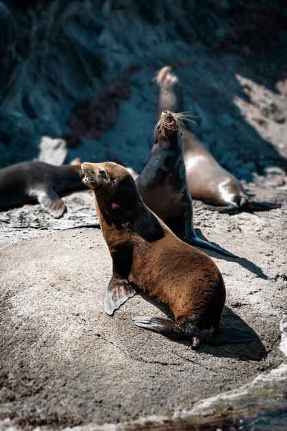 Foto leões marinhos da califórnia nas rochas de isla coronado