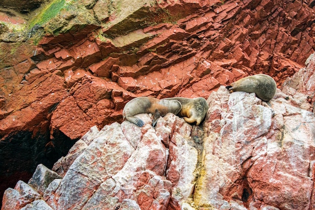 Leões marinhos descansando em uma ilhota no meio do mar