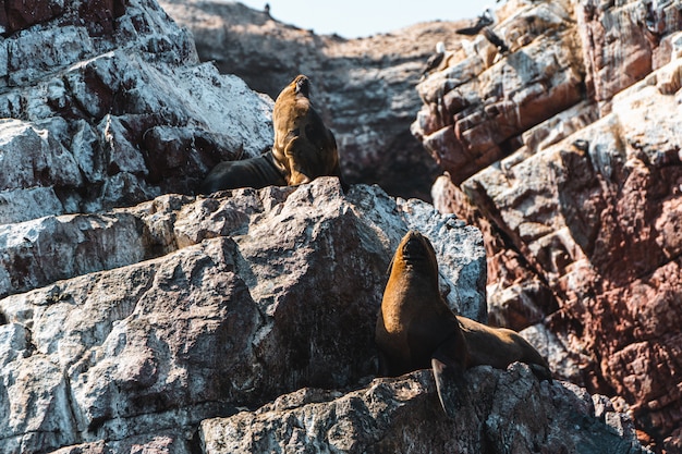 Leões marinhos em islas ballestas, peru